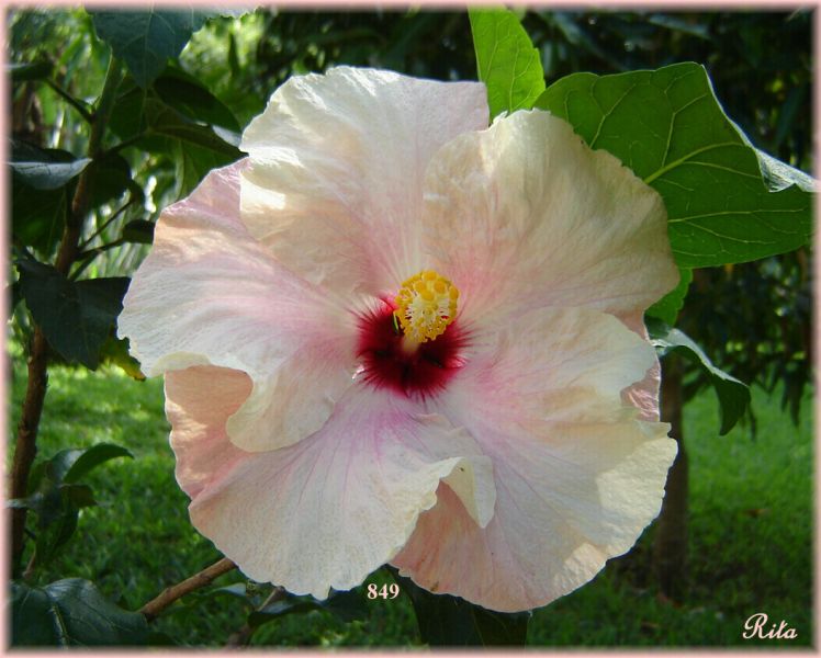 Nasce em 27/08/2008 a Shy Lady, primeira flor da muda 849.