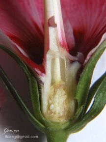Corte mostrando o ovário do hibisco (foto de Gerson Gerloff)