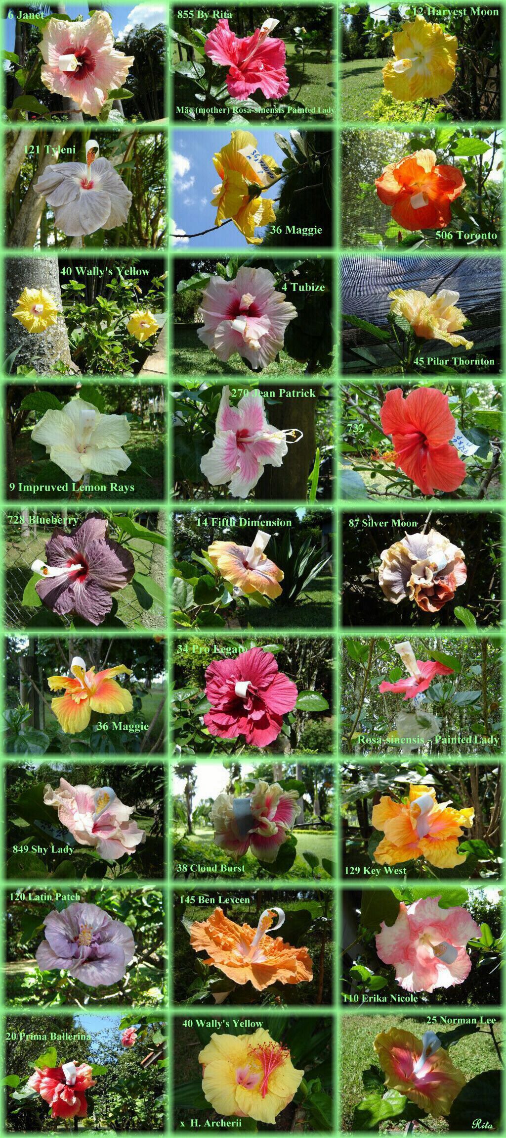 Exemplos de flores de hibiscos polinizadas