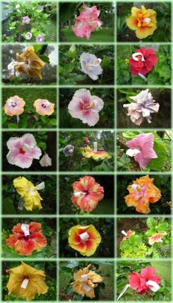 Exemplos de flores de hibiscos polinizadas