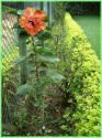 Nasce em 22/03/2008 a primeira flor da muda 840, que recebeu o nome de 



Thaís