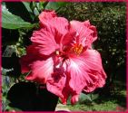 Nasce em 09/05/2008 a primeira flor da muda 844, que recebeu o nome de 



Tamires