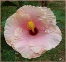 Nasce em 27/08/2008 a Shy Lady, primeira flor da muda 849.