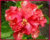 Nasce em 15/02/2008 a primeira flor da muda 862, que recebeu o nome de 



Tainá