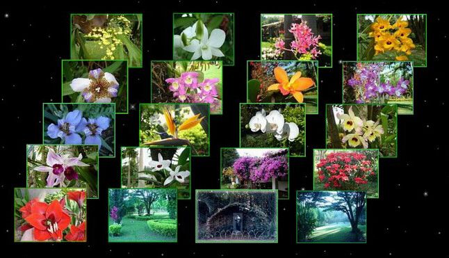 Flores, jardins e paisagismo